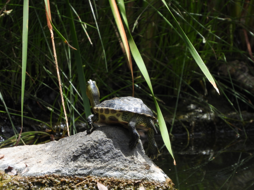 Common thread turtle in June 2023 by gabohq · iNaturalist