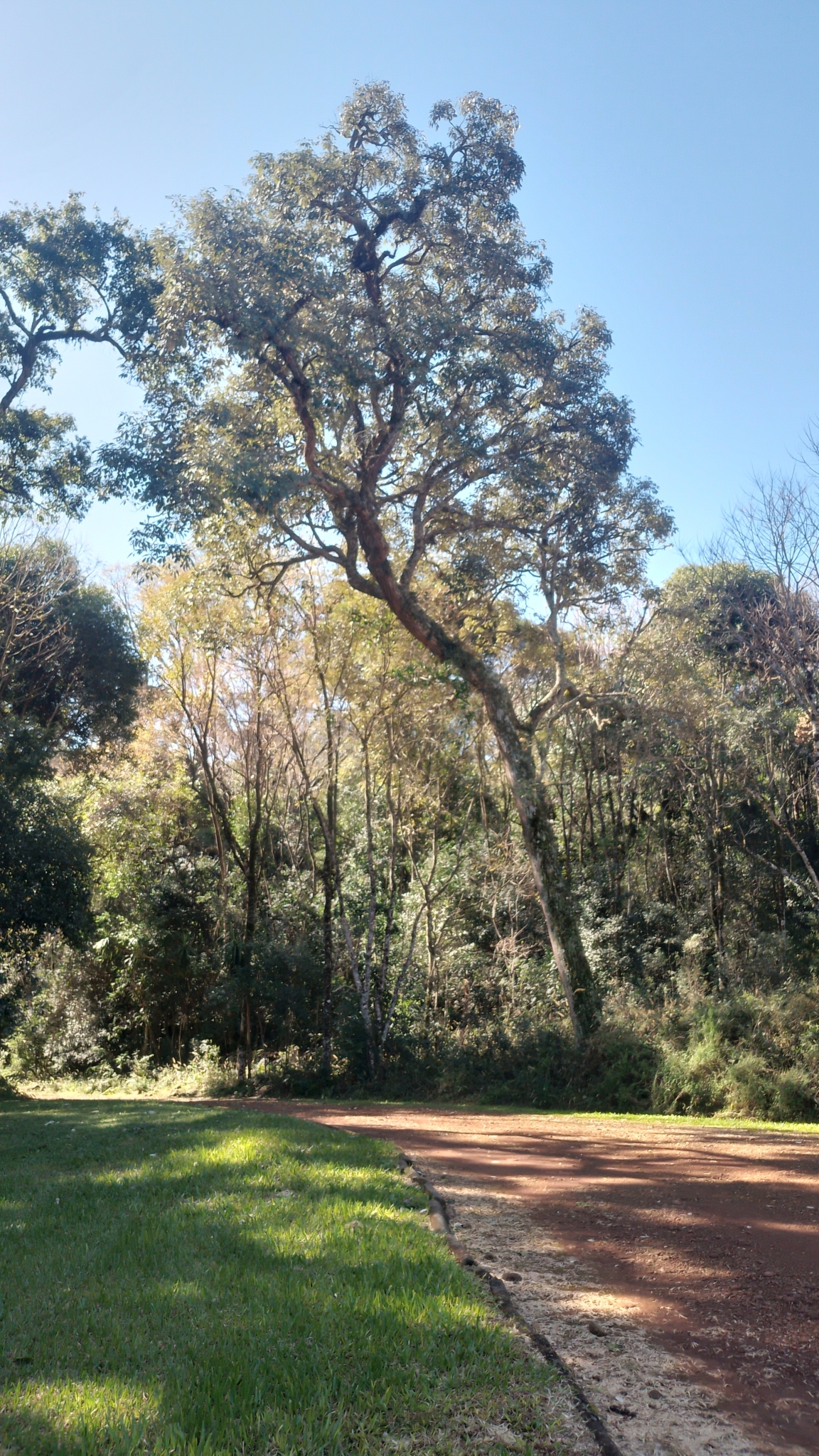Imagem de Ipê-amarelo