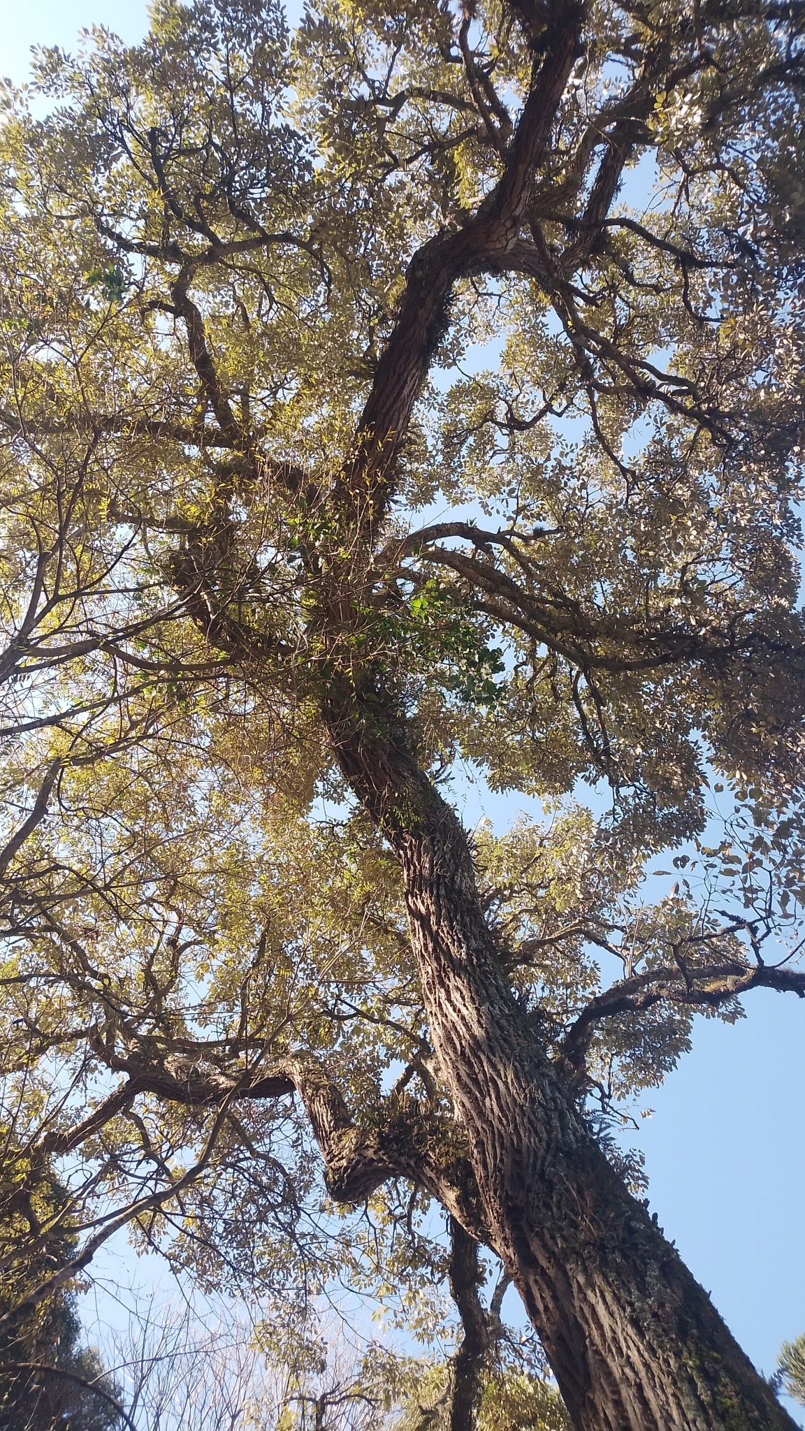 Imagem de Ipê-amarelo