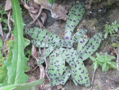 Stenoglottis fimbriata