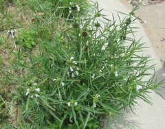 Leucas lavandulifolia