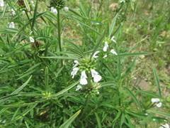 Leucas lavandulifolia