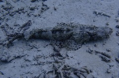 Cymbacephalus beauforti