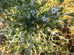 Psoralea spissa