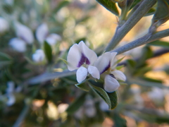 Psoralea spissa