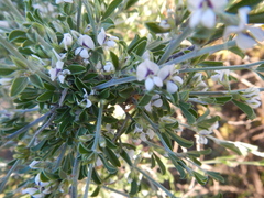 Psoralea spissa