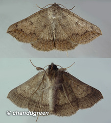 Blasticorhinus rivulosa