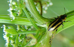 Prasocuris phellandrii