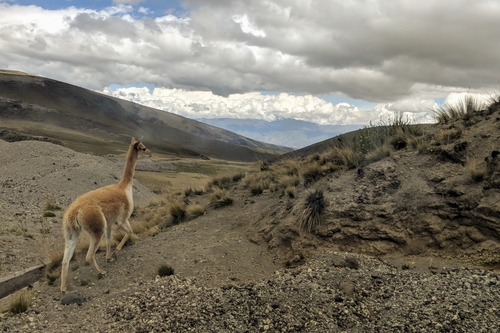 Lama vicugna
