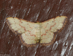 Idaea craspedota