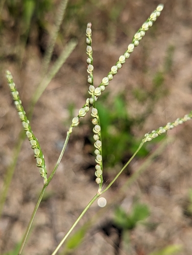 Paspalum setaceum iNat (1)