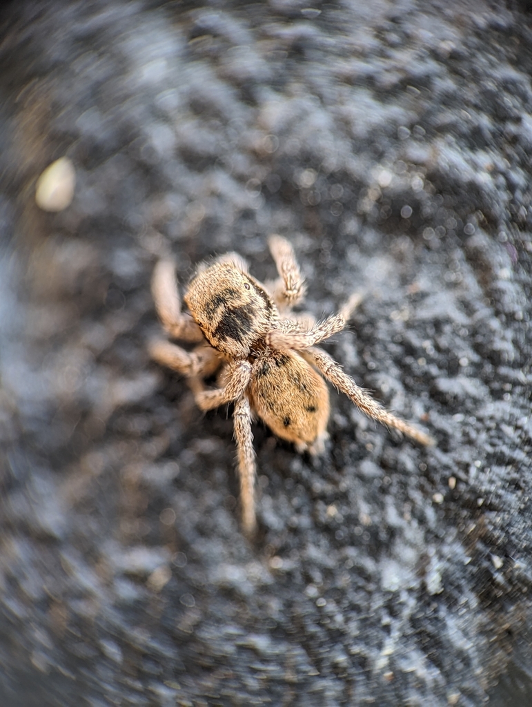 Boreal Paradise Spider