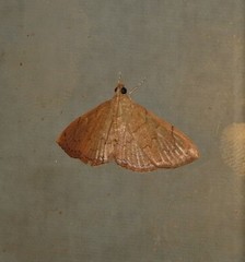 Hyalobathra