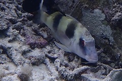 Parupeneus crassilabris