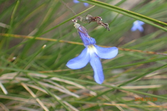 Lobelia flaccida
