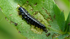 Prasocuris phellandrii