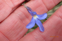 Lobelia flaccida