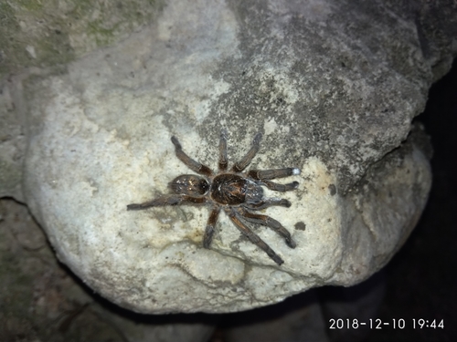 Amber Baboon Spider