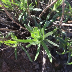 Deinandra clementina