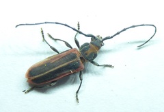 Holopleura marginata