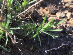 Deinandra clementina