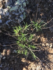 Deinandra clementina