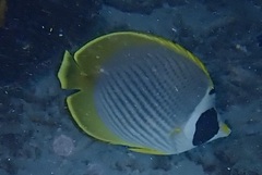 Chaetodon adiergastos