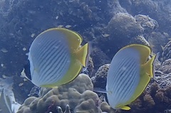 Chaetodon adiergastos