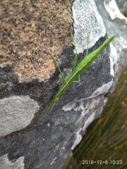 Macynia labiata