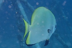 Platax boersii