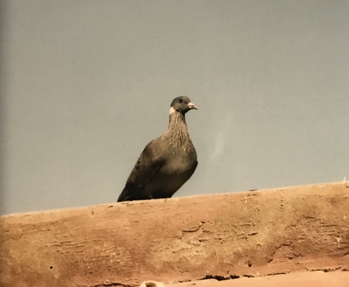 White-collared Pigeon (Columba albitorques), photo 7