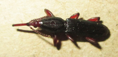 Brentinae