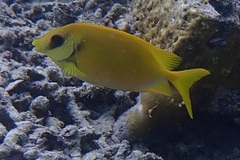 Siganus corallinus