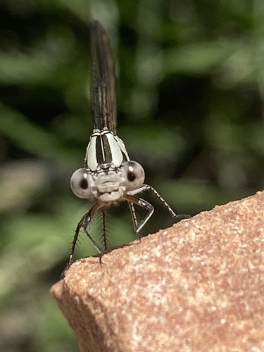 Vivid Dancer photographed in Utah