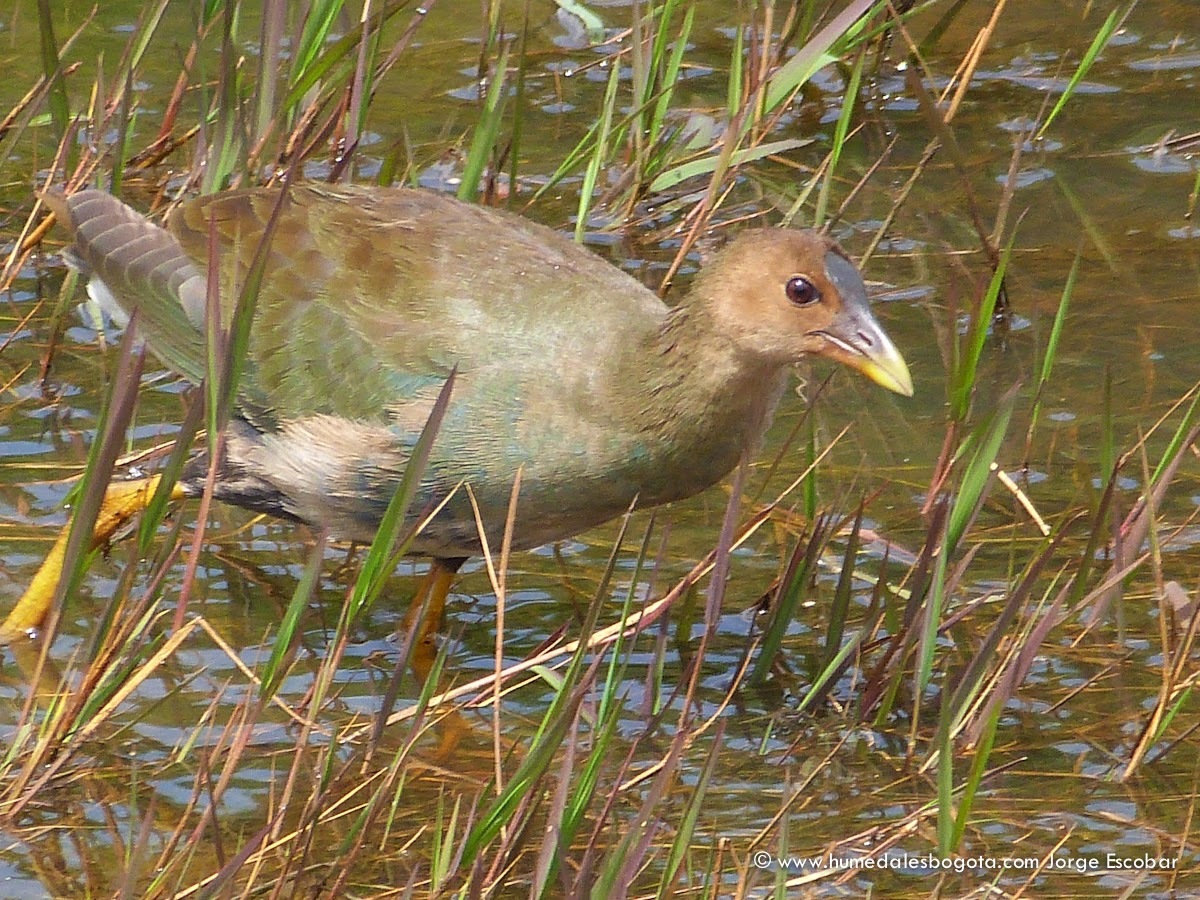 Tingua azul juvenil