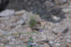 Verbena menthifolia
