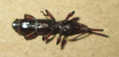 Brentinae