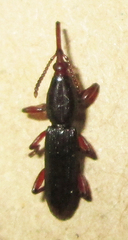 Brentinae