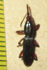 Brentinae