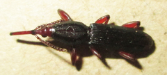 Brentinae