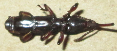 Brentinae