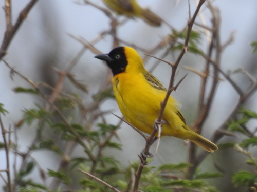 Lesser Masked Weaver
