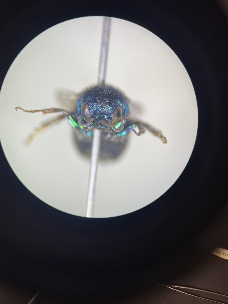 Chrysidinae from 2201 S Midland Dr, Midland, TX 79703, USA on June 25