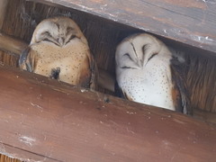 Tyto alba poensis