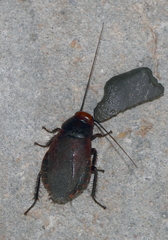 Oxyhaloa deusta