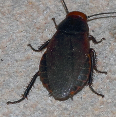 Oxyhaloa deusta