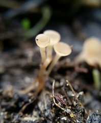 Sclerotinia