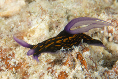 Roboastra gracilis