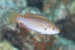 Cirrhilabrus punctatus