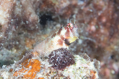 Crossosalarias macrospilus